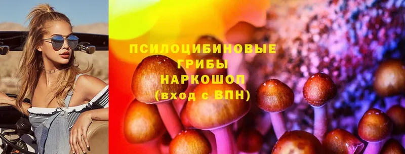 Галлюциногенные грибы Psilocybine cubensis  Нижнекамск 